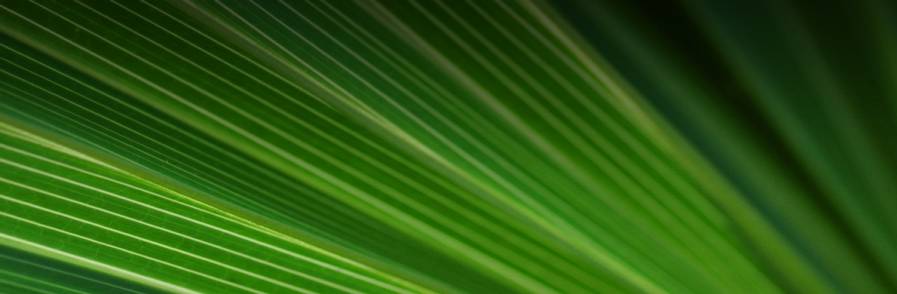 [Divider] Carmignac Long-Short European Equities (CLSEE)